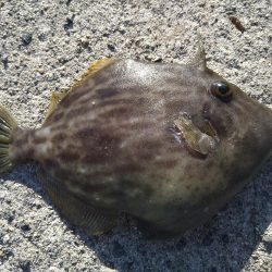 爆風カマス釣り